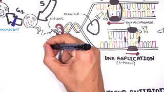 Pharmacology  Chemotherapy agents MOA Alkalating antimetabolites topoisomerase antimitotic [upl. by Blithe314]