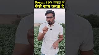 Boron 20 फसल में कैसे काम करता है  How Boron works in 20 crop [upl. by Ultann705]