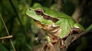 La météo des animaux  Jacky Galou [upl. by Normak]