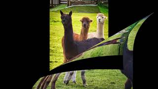 Ettrick Bay with Bella and a few Alpacas 15th Nov 2021 [upl. by Haidedej]