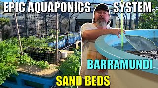 Owens EPIC Aquaponics System  Sand beds Swamp Beds Barramundi  MORE [upl. by Gnas779]