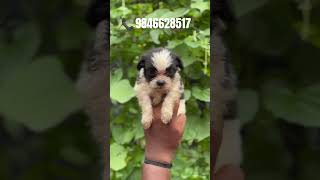 Lhasa apso puppies for sale in 📍Kerala shorts [upl. by Nelag]