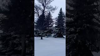 First snowfall  Saskatoon  November 192024 [upl. by Pigeon]