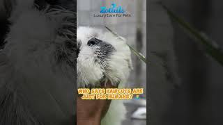 Watch this reel of a shihtzu being groomed  cute shih tzu grooming video shorts zotails [upl. by Tap293]