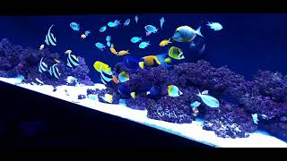 fish only saltwater tank [upl. by Enaywd340]