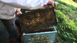 How to keep Bees the basics [upl. by Meensat]