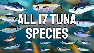 All 17 Tuna Species  A Comprehensive Coverage [upl. by Hgielac]