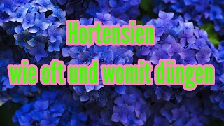 Wie oft Hortensien düngen womit Hortensien düngen wie Hortensien düngen Dünger Hydrangea [upl. by Ringsmuth421]