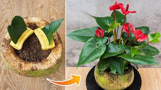 Tips for propagating anthurium from leaves with bananas Growing anthuriums in coconuts [upl. by Brande]