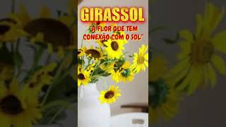 GIRASSOL “A FLOR QUE TEM CONEXÃO COM O SOL” [upl. by Dyson]