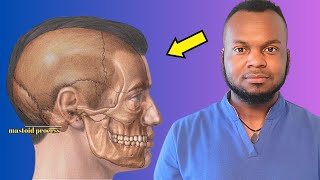 What The Heck Are Mastoid Air Cells Mastoid Effusion [upl. by Hicks]