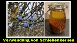 falscher Amaretto aus Schlehen  restlose Verwertung von Wildfrüchten  Selbstversorgung [upl. by Nnawaj]