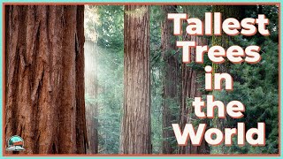 How California Redwoods Grow So Tall [upl. by Yeltrab]