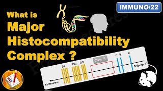 Major Histocompatibility Complex MHC FLImmuno22 [upl. by Cyn]