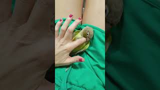 pyrrhura animalesfelices loro lorito pyrrhuramolinae cosquillas cosquilloso videosshorts 🦜🦜 [upl. by Ahseral]