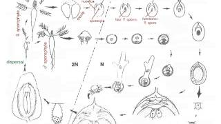 Cycad Life Cycle [upl. by Eiramalegna]