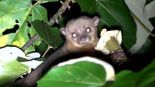 The Kinkajou has a Prehensile Tail [upl. by Ednihek786]