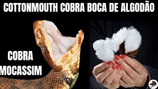 Cobra Boca de Algodão CottonMouth Agkinstrodon pscivorus Moccassim  Biólogo Henrique o [upl. by Sainana]