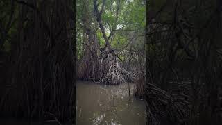 Beruwala boat ride boart boatride beruwala crocodile [upl. by Ttreve]