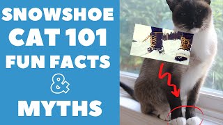 Snowshoe Cats 101  Fun Facts amp Myths [upl. by Nitsua610]