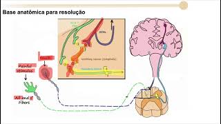 Neuroanatomia casos 13 14 e 15 vias aferentes e analgesia [upl. by Kerstin]