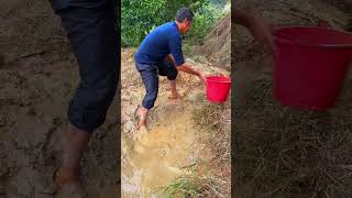 Harvest eels from puddles of rice fields [upl. by Chen]