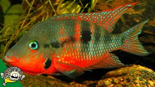 THE FISH HOUSE THE KING OF CENTRAL AMERICAN CICHLIDS [upl. by Teahan]