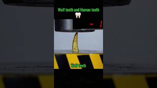 Wolf Teeth versus Human Teeth👀QUICK VIDEO shorts teeth sama28 viral explore trending [upl. by Ebbie]