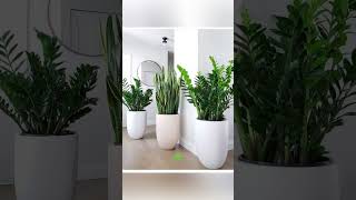 Plantas para purificar el aire interior de tu hogar de una manera muy natural 🪴💚 [upl. by Damara]