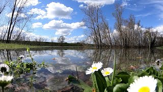 ARIANO nel POLESINE   il GRANDE fIUME in PIENA   DELTA DEL PO [upl. by Annahahs]