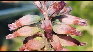 Lachenalia Aqua Lady a Lachenalia viridiflora hybrid with pink and turquoise flowers [upl. by Cul738]