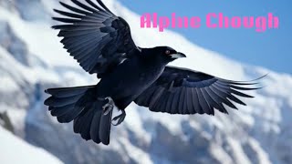 Alpine Chough  Wildlife Documentary  Informative biography wildbirdsseaanimalswildanimals [upl. by Arayt]