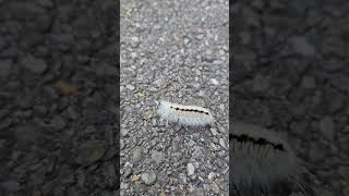 Hickory Tussock Caterpillar Ready to Pupate lepidoptera moths insects nature wildlife [upl. by Cattier772]