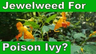 Does Jewelweed Work for Poison Ivy Scientific Studies [upl. by Ahsil]