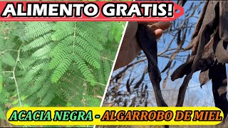 Este Árbol es ODIADO Por Todos Para Que Sirve La Acacia Negra  Alimento Milenario [upl. by Aniakudo]