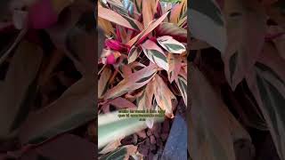 Maranta triostarvídeo completo no Instagram [upl. by Giraldo]