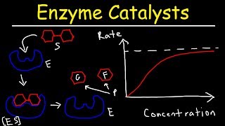 Enzymes  Catalysts [upl. by Town937]