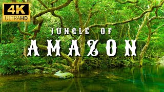 4K Amazon Rainforest Wildlife  Discover the Creatures That Inhabit the Jungle [upl. by Dylane]