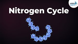 Nitrogen Fixation  Nitrogen Cycle  Microorganisms  Dont Memorise [upl. by Horatius43]