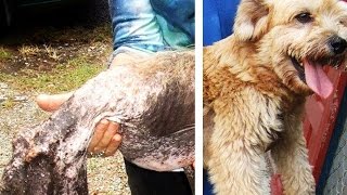 12 Inspiring Rescue Dog Transformations [upl. by Jessica]