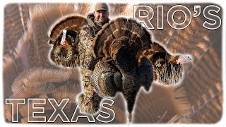 Texas Rio Grande Turkey Hunting Strutters In The Decoy [upl. by Trellas]