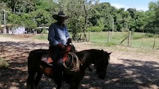 VAQUERO TOLIMENSE Horacio Ospina [upl. by Killam536]