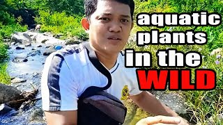 Aquatic plants in the wild English Subtitle [upl. by Claus]