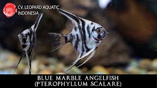 BLUE MARBLE ANGELFISH Another extraordinary Angelfish variant Leopard Aquatic Q008B [upl. by Ysac275]