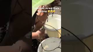 Propagation of Black Cardinal fypyoutube gardening iloveplants plantcaretips beautiful [upl. by Lorelie705]