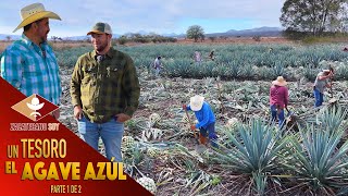 PRODUCCIÓN DE AGAVE PARA TEQUILA una actividad de muchos años [upl. by Eveleen]