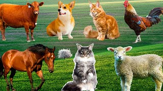 Farm animals animal sounds cow chicken pig elephant duck cat sounds [upl. by Essa]