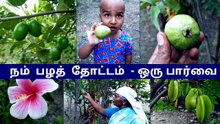 💥 நம் பழத் தோட்டம்  ஒரு பார்வை🥳பழங்கள் அறுவடை🍇Fruit Gardening❤️shivyatimes trending gardening [upl. by Aened]