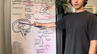 Cerebrospinal fluid  production and circulation [upl. by Baer]