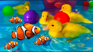 Giant water park for ducklings with fish [upl. by Lovmilla524]